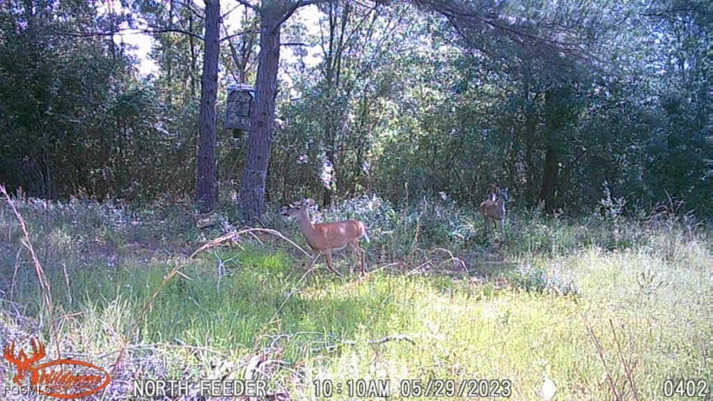 Big Joe Road Monticello, FL 32344 - Photo 5 of 8 a backyard of a house with lots of green space and fountain