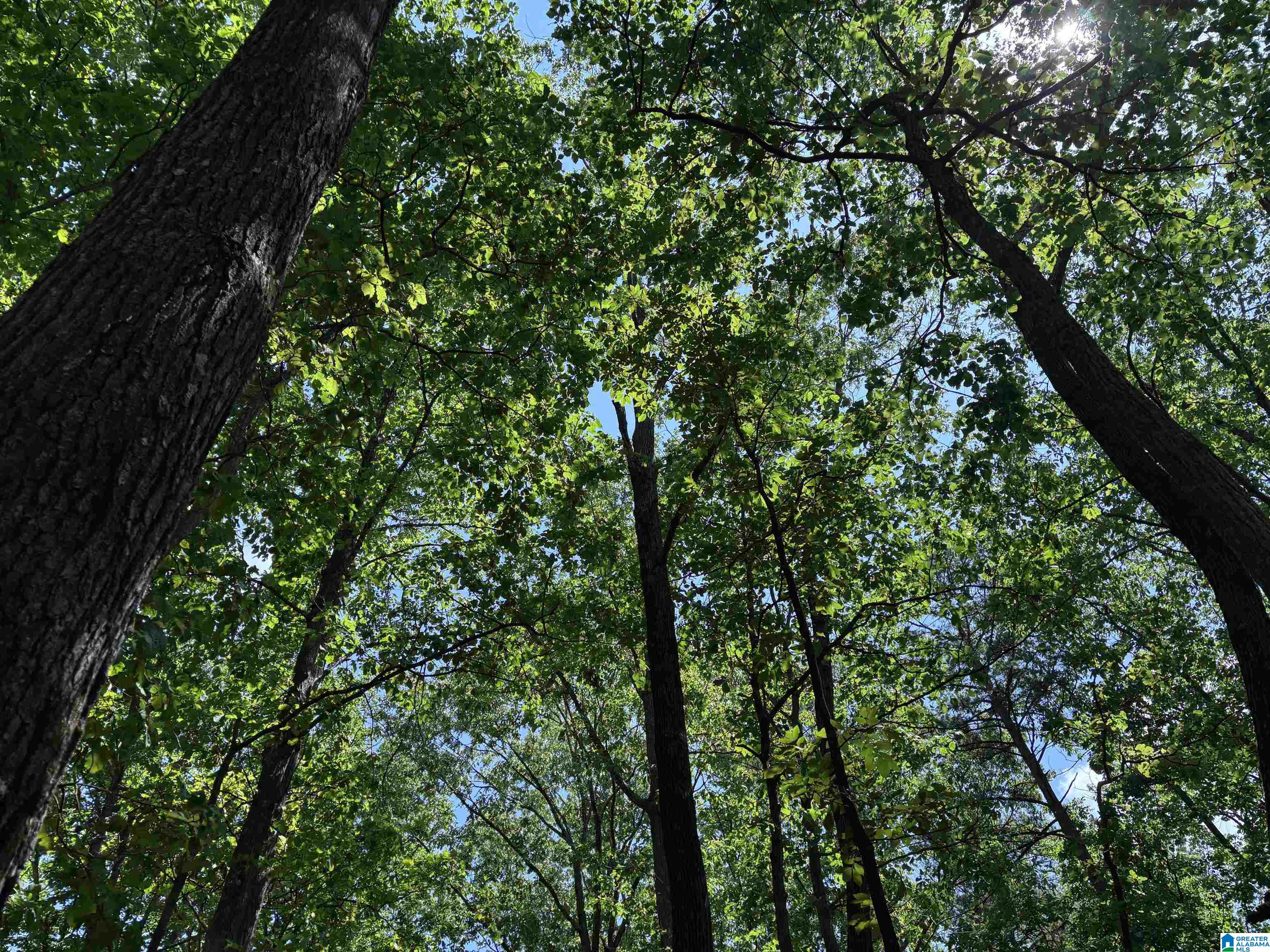 Colvin Springs Road, Unit 6 Ashville, AL 35953 - Photo 9 of 18