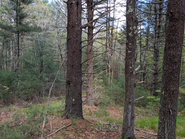 0 Prospect Road Plympton, MA 02367 - Photo 11 of 14 Gallery Image 11