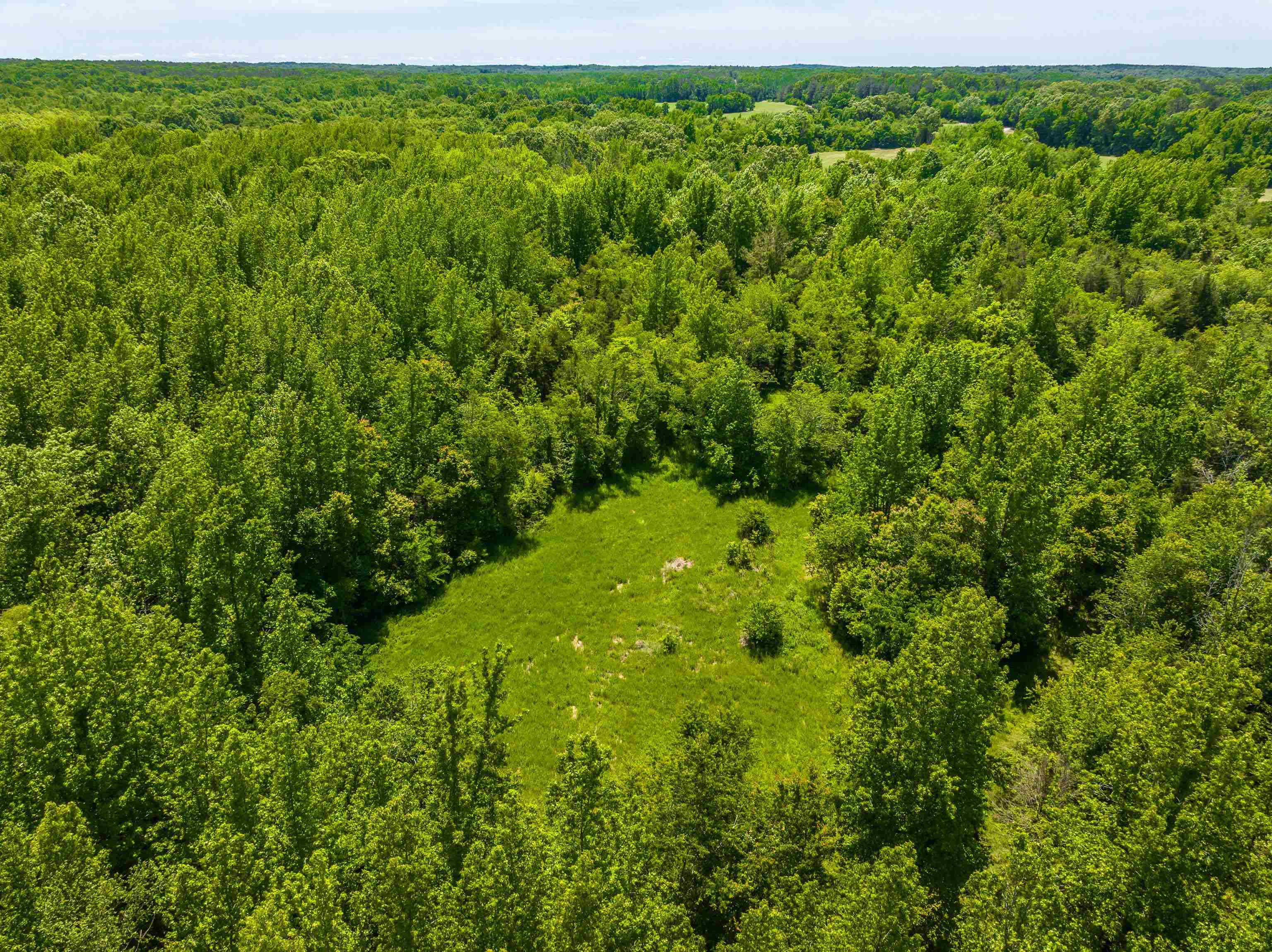 2340 Center Hill Road Finger, TN 38334 - Photo 10 of 21 a view of a lush green forest