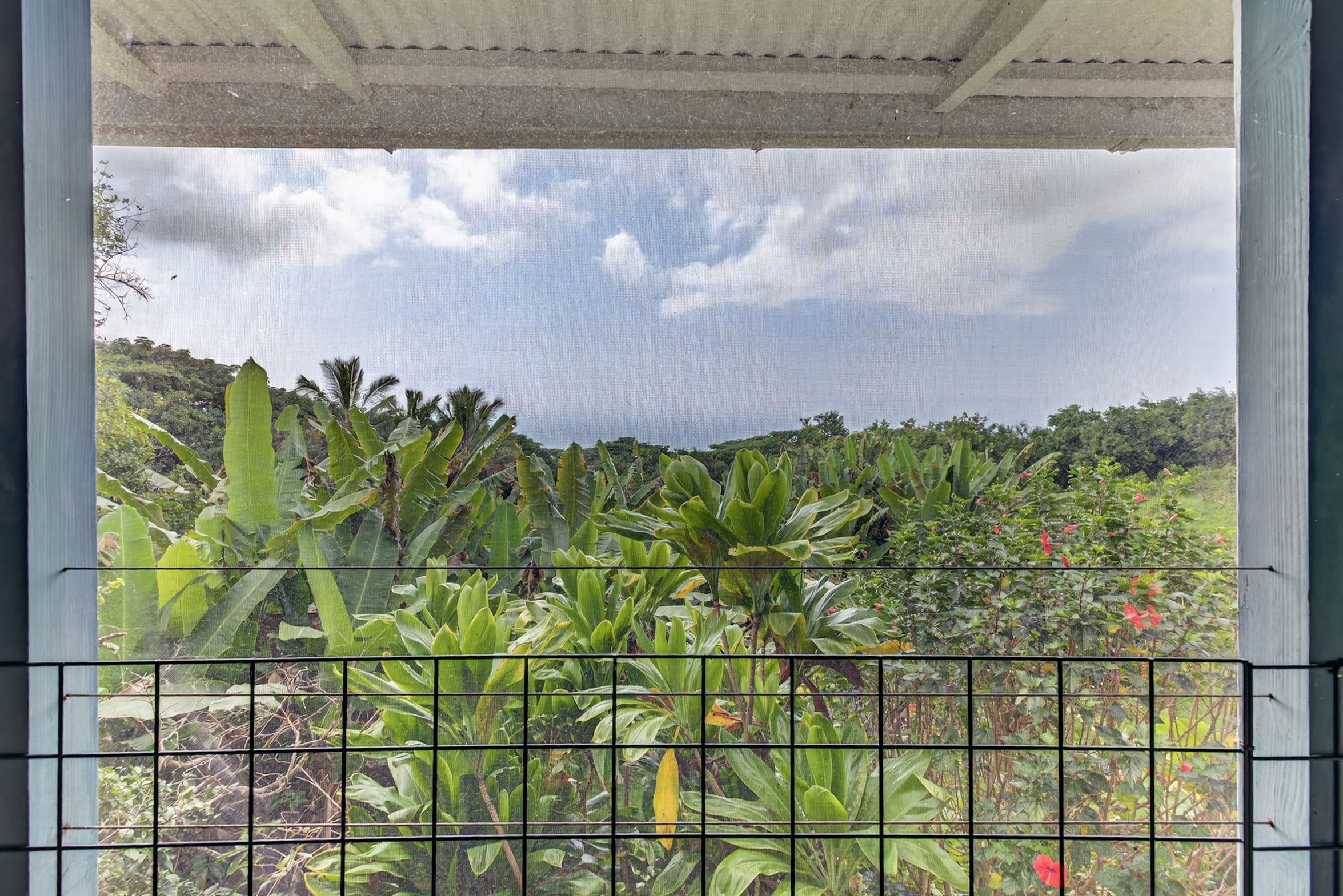 83-5531 Hawaii Belt Road Captain Cook, HI 96704 - Photo 15 of 30 a close up of a plant in a pot