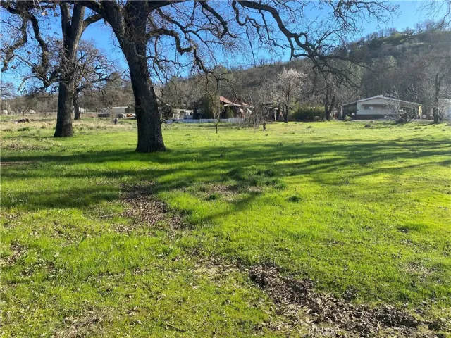a view of a trees in a yard
