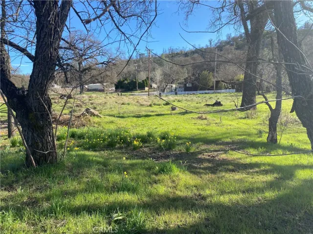 a view of a garden with a tree