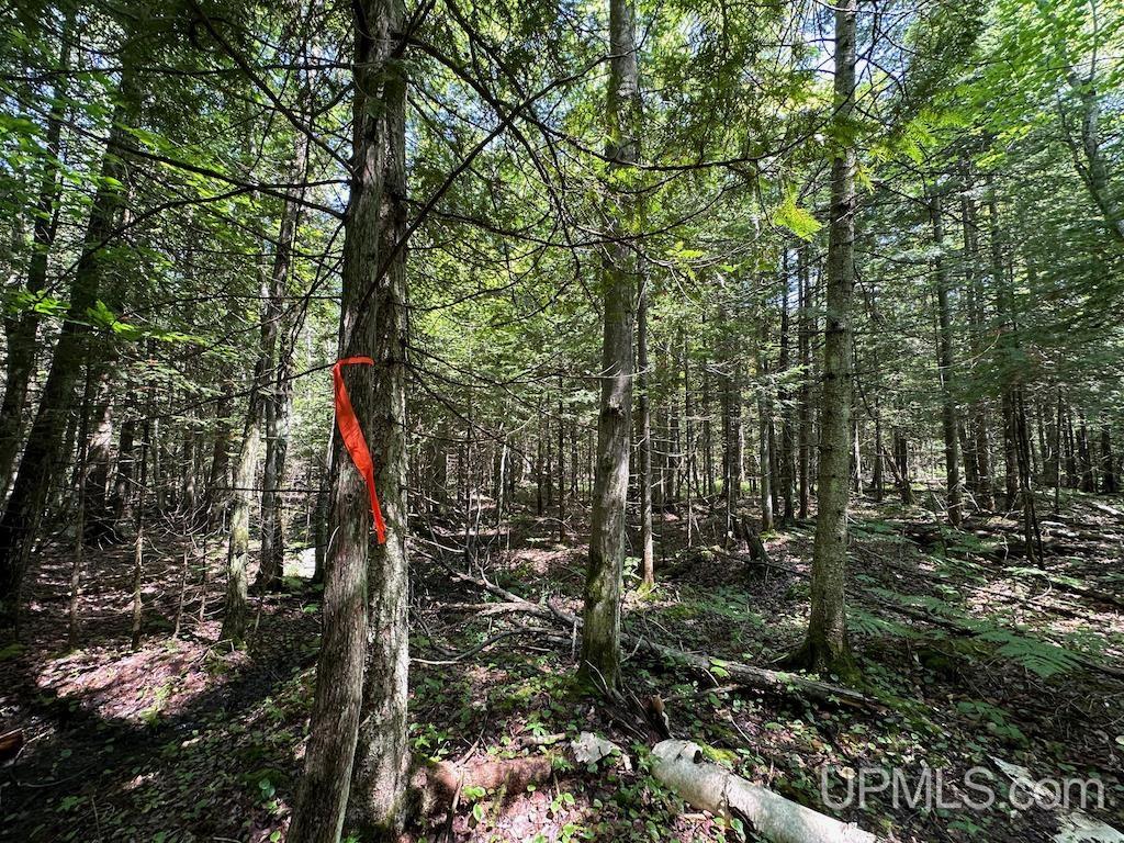 Parcel A Webb Road Grand Marais, MI 49839 - Photo 10 of 29