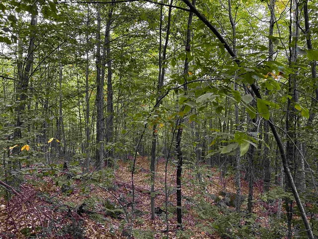 $135,000 | Sugarwood Lane, Littleton, NH 03561