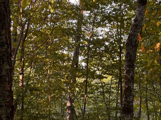 $135,000 | Sugarwood Lane, Littleton, NH 03561