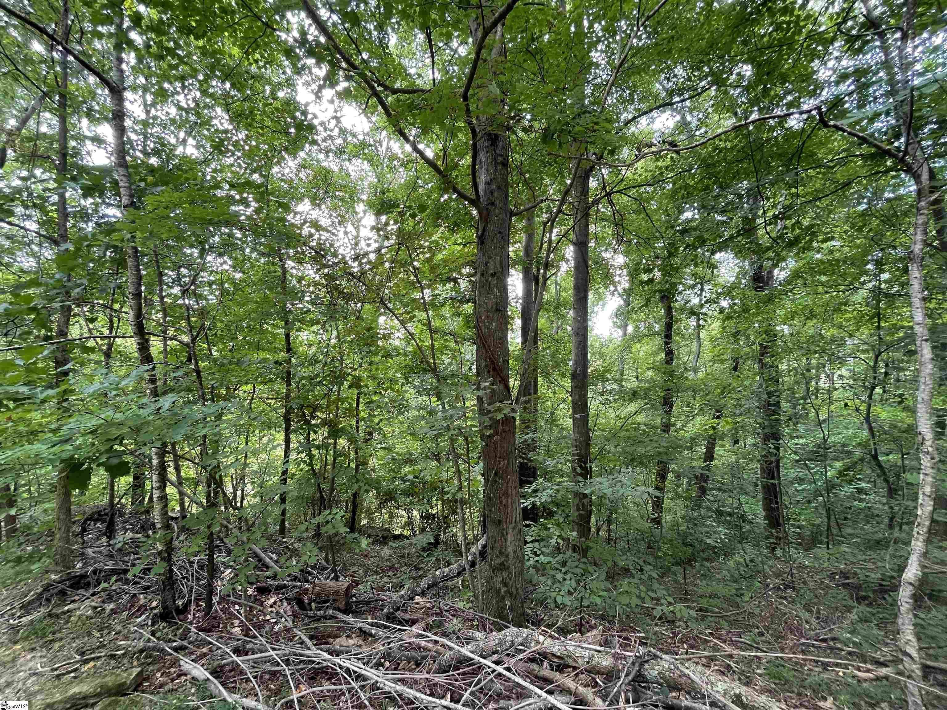 0 Pine Shadow Lane Landrum, SC 29356 - Photo 4 of 11