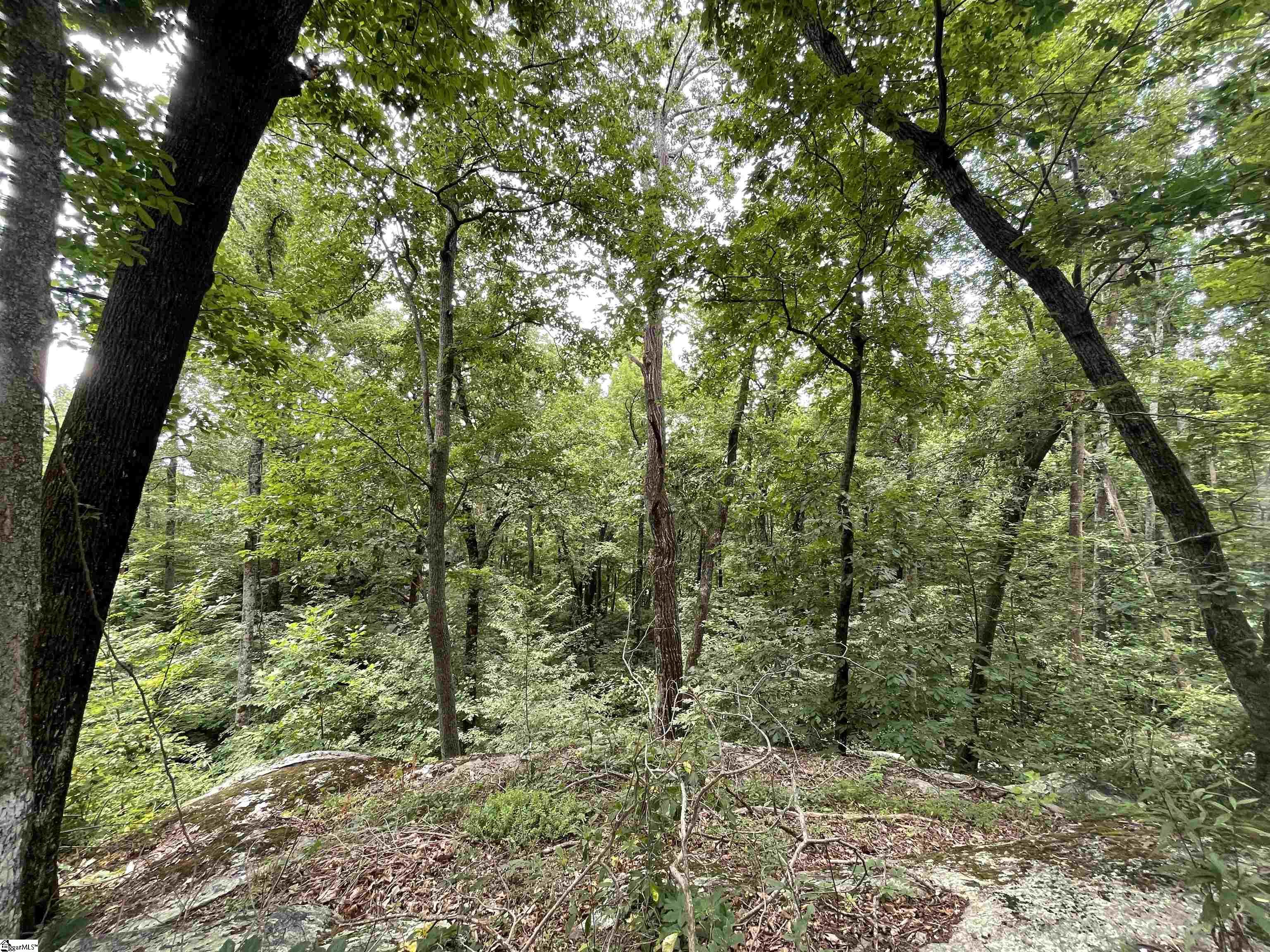 0 Pine Shadow Lane Landrum, SC 29356 - Photo 5 of 11