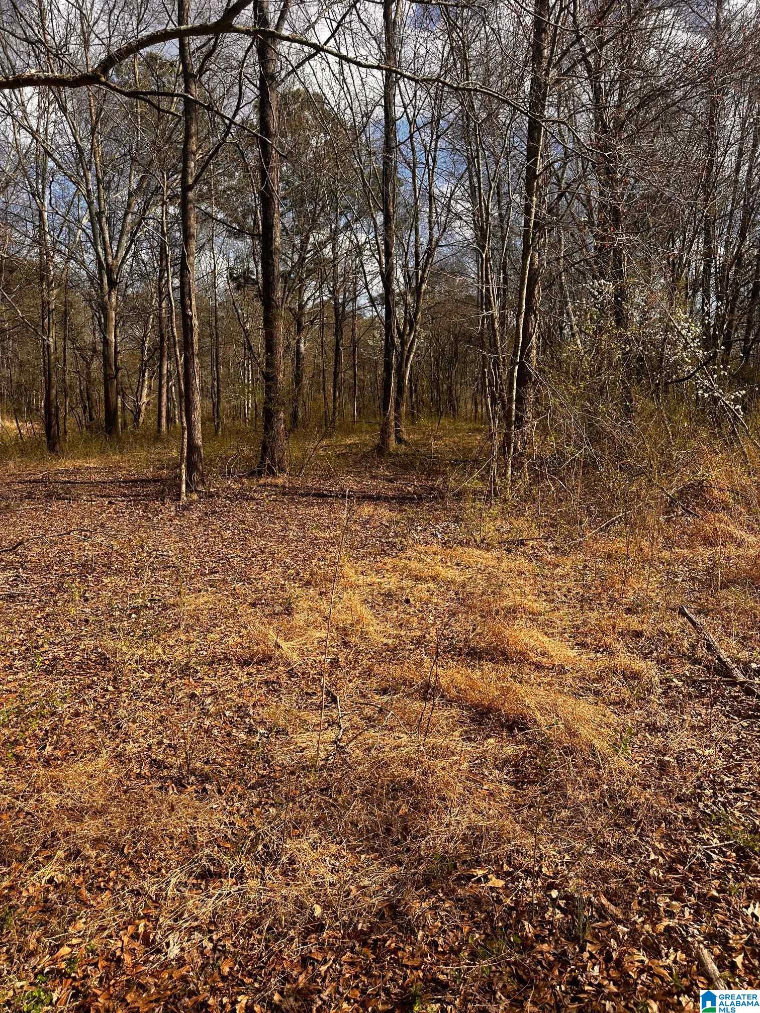 0 Eddy Scant City Road Guntersville, AL 35976 - Photo 12 of 13