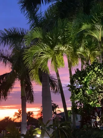 a view of a palm tree