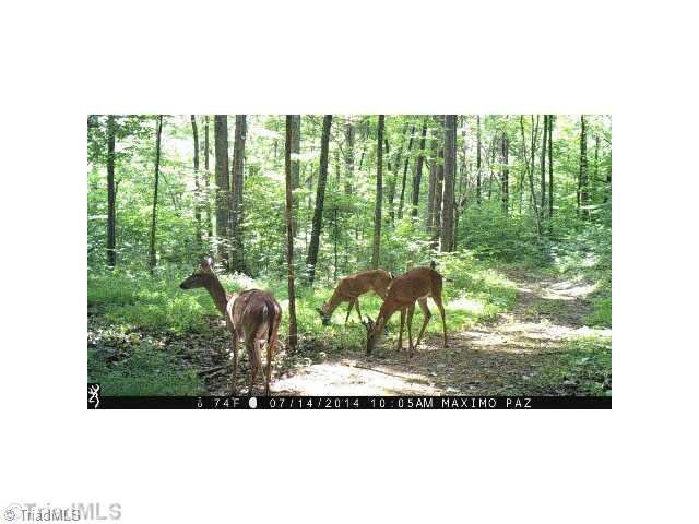 1707 Jones Road King, NC 27021 - Photo 8 of 16 View. Views from your land! Wildlife galore!