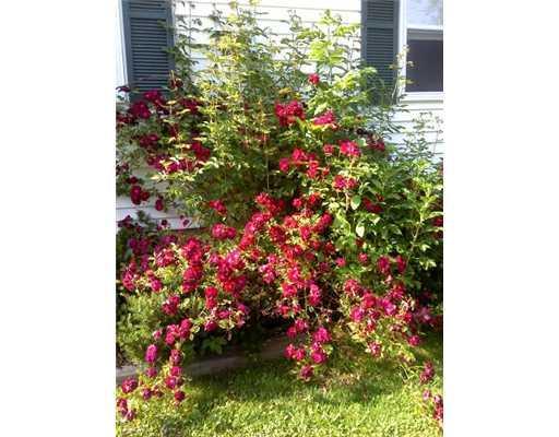 259 Birmingham Road Augusta, ME 04330 - Photo 9 of 18 Land/Lot. Rose bush