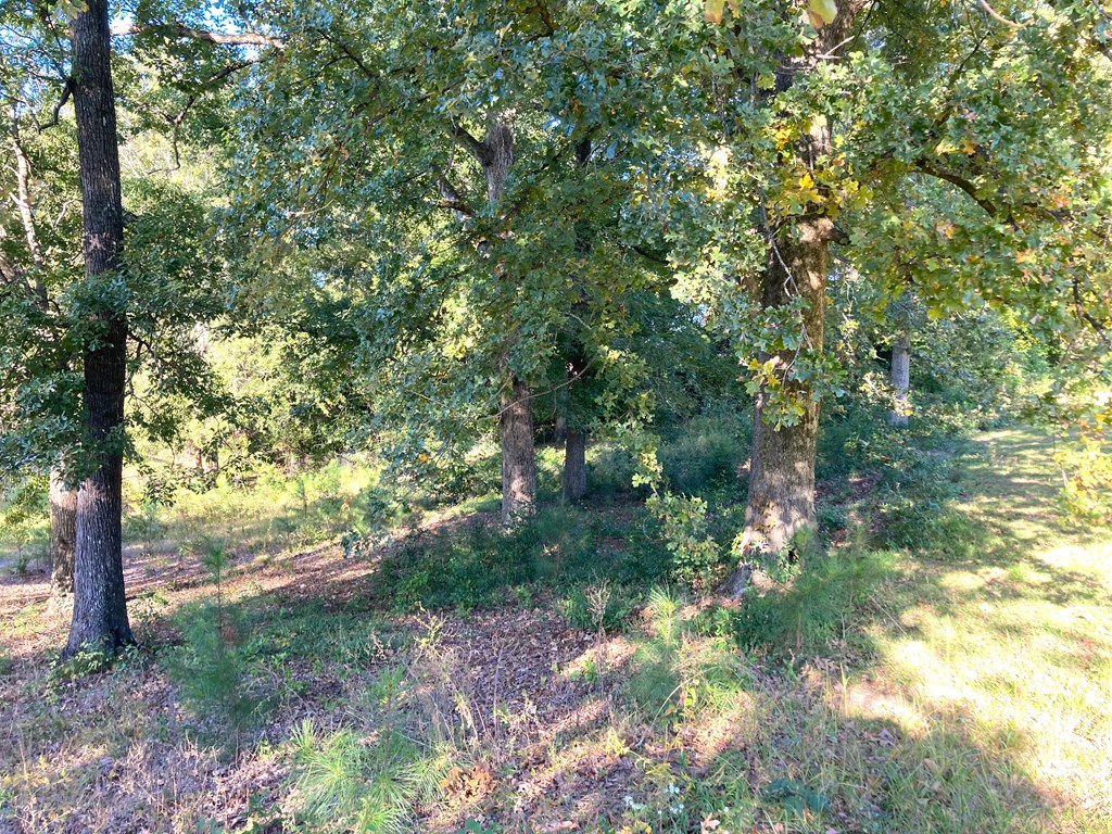 6817 Whitesville Road Columbus, GA 31904 - Photo 11 of 11 a view of a yard with plants and a tree