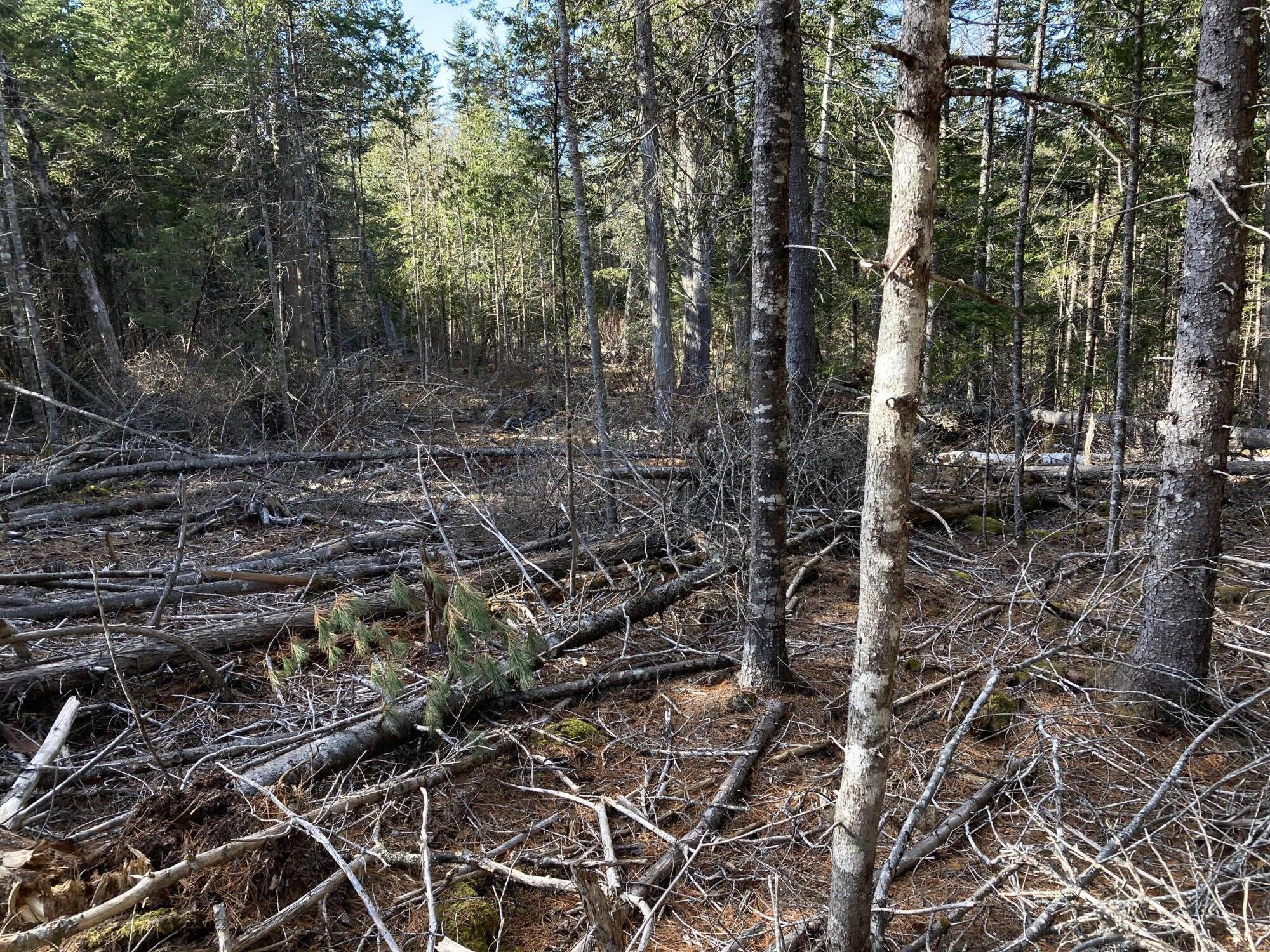 Lot 5-a Pond Road Gouldsboro, ME 04607 - Photo 17 of 19 IMG_1395