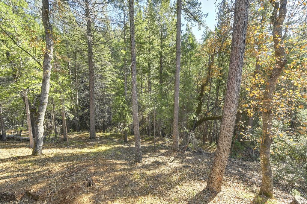 5060 Chestnut Court Georgetown, CA 95634 - Photo 52 of 65 a view of a forest filled with trees