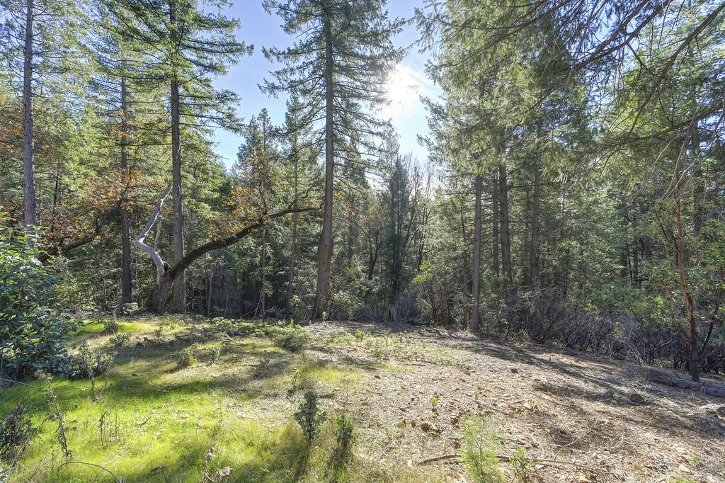 5060 Chestnut Court Georgetown, CA 95634 - Photo 59 of 65 a view of a yard with large trees