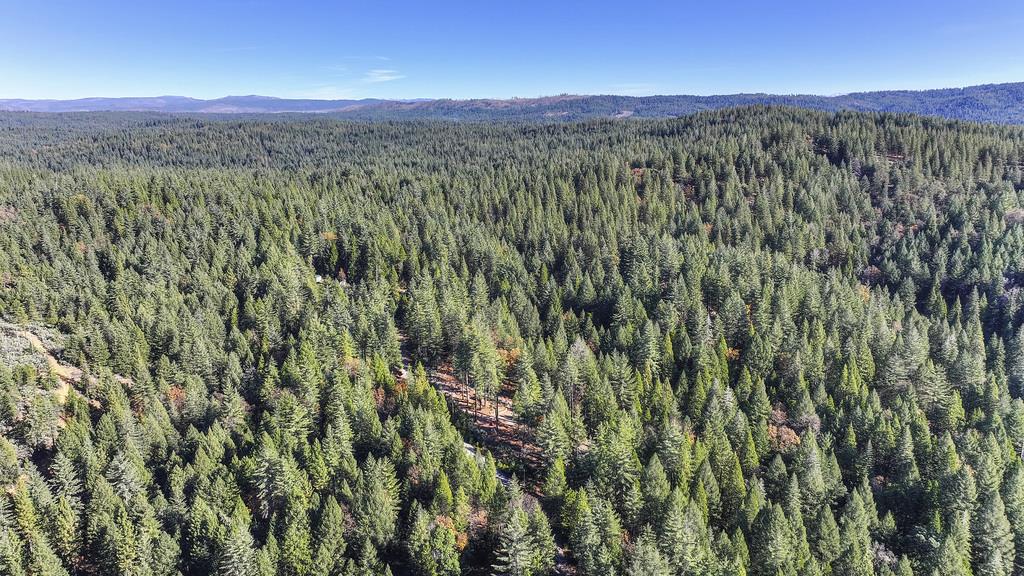 5060 Chestnut Court Georgetown, CA 95634 - Photo 64 of 65 a view of a lush green forest with lush green forest