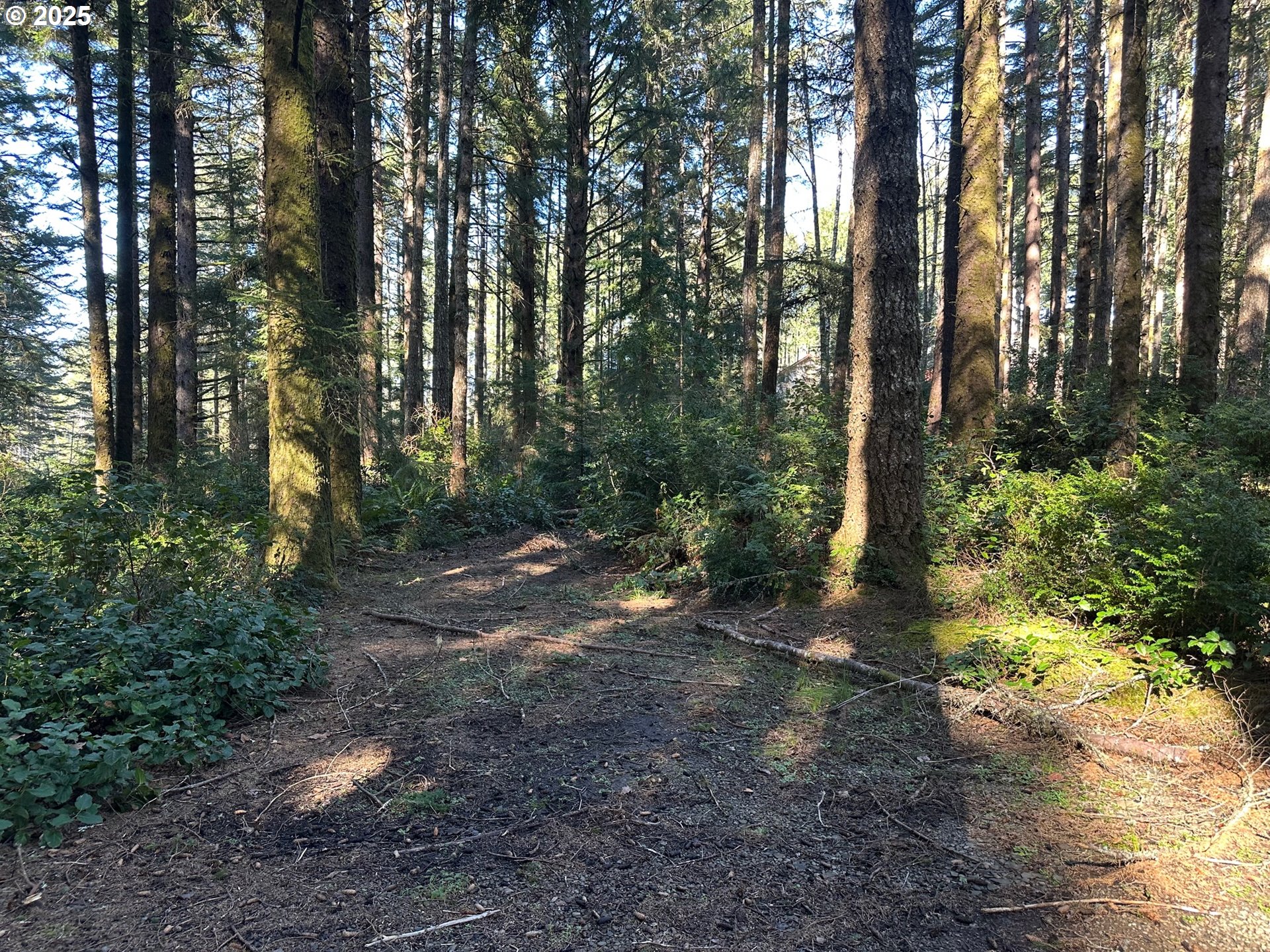 0 Cape Ferrelo Road Brookings, OR 97415 - Photo 2 of 3 a view of a forest with trees