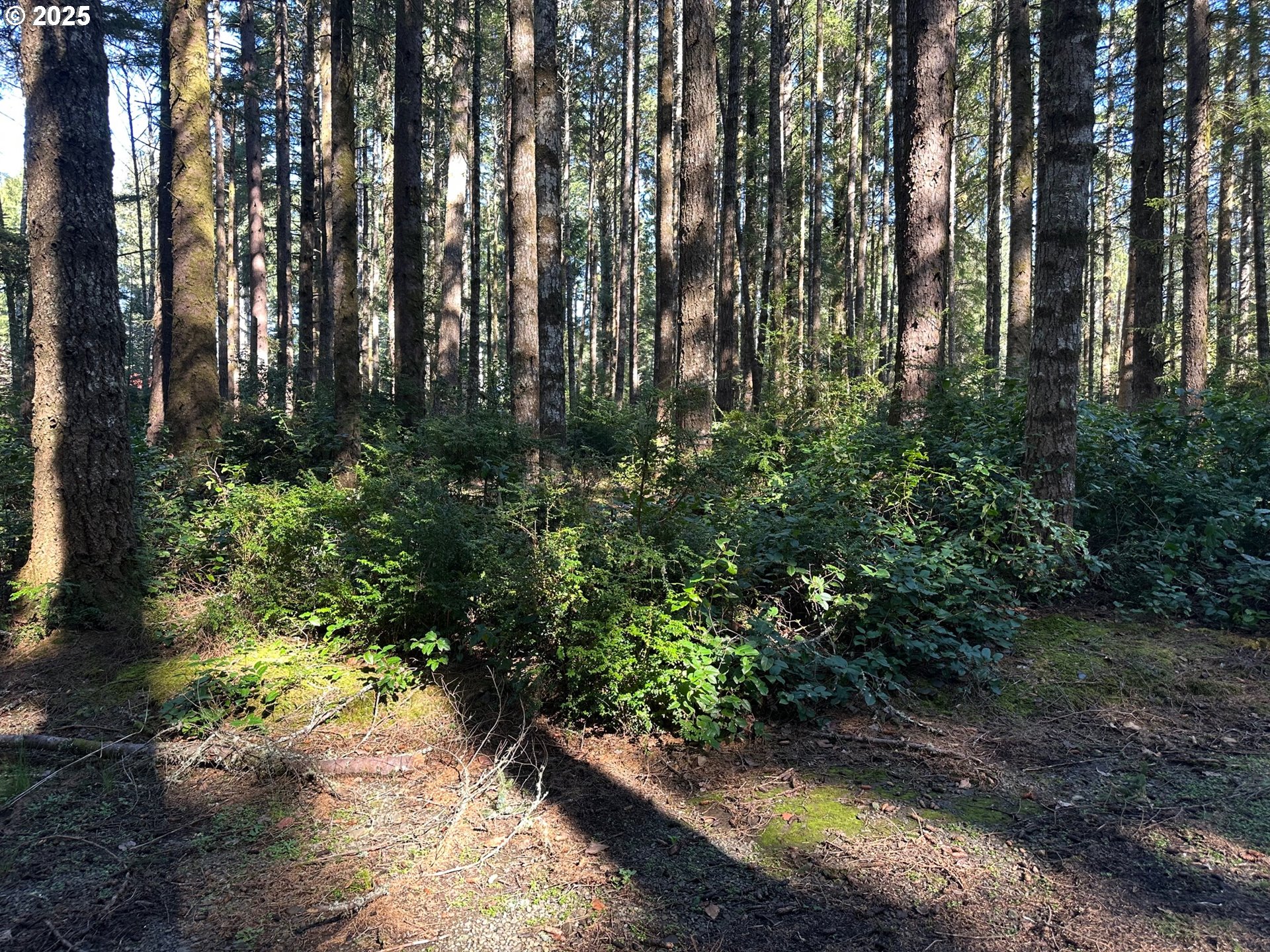0 Cape Ferrelo Road Brookings, OR 97415 - Photo 3 of 3 a view of backyard with green space