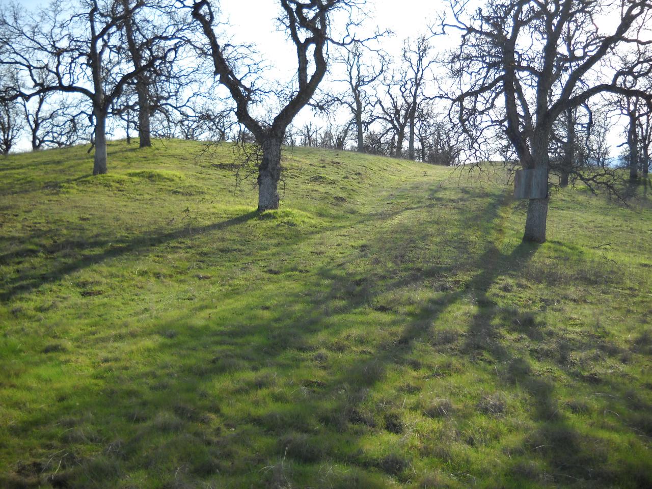 Lot 238 Fiddlers Road Igo, CA 96047 - Photo 2 of 9 Driveway