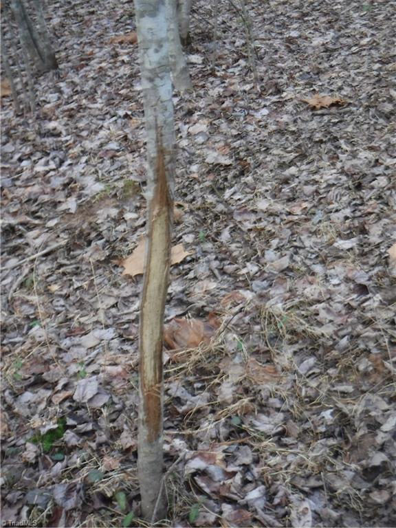 1331 Wilson Road Pilot Mountain, NC 27041 - Photo 16 of 18 Gallery Image 16