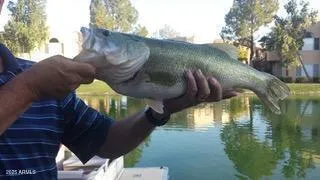 $1,145,000 | 1146 West Sea Fog Drive, Gilbert, AZ 85233