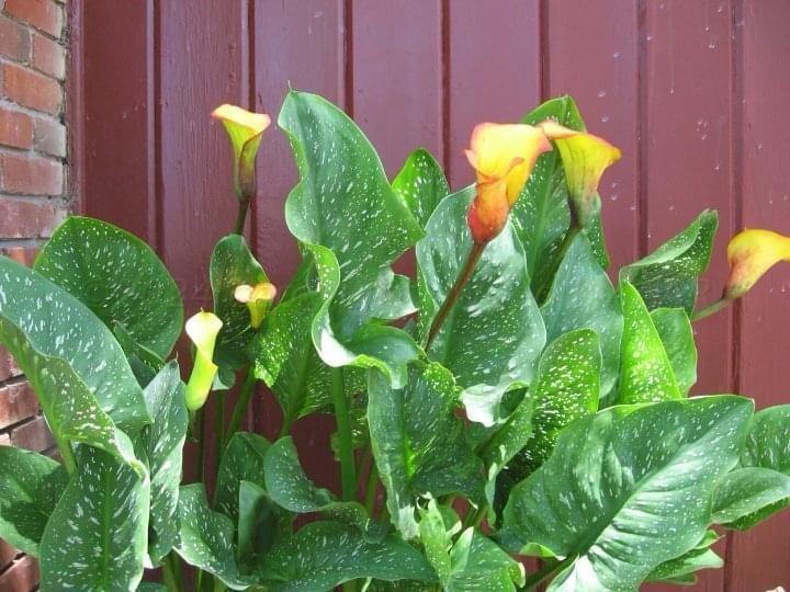 3415 Paramount Boulevard Amarillo, TX 79109 - Photo 32 of 44 a close up of a flower in a garden
