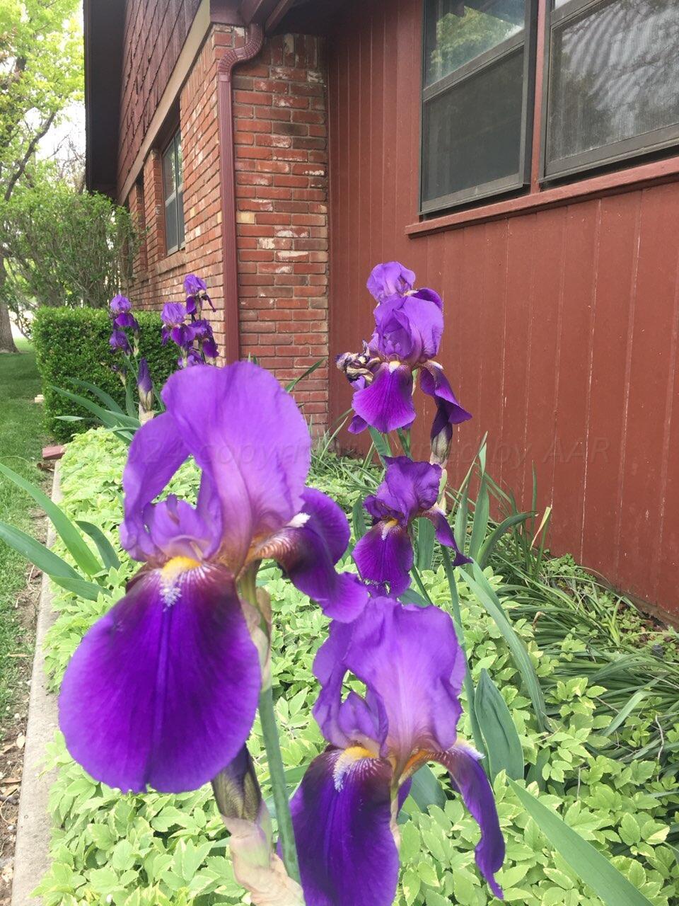 3415 Paramount Boulevard Amarillo, TX 79109 - Photo 36 of 44 a view of a flower
