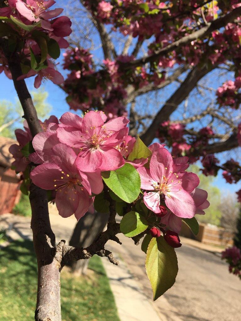 3415 Paramount Boulevard Amarillo, TX 79109 - Photo 37 of 44 a view of a flower in a yard