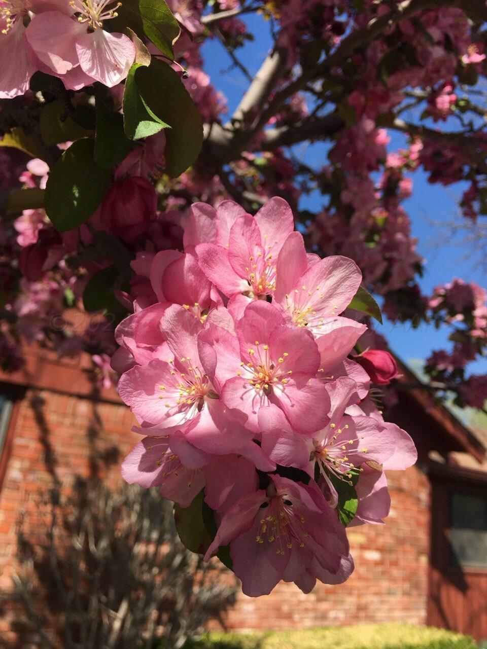 3415 Paramount Boulevard Amarillo, TX 79109 - Photo 38 of 44 a view of a tree