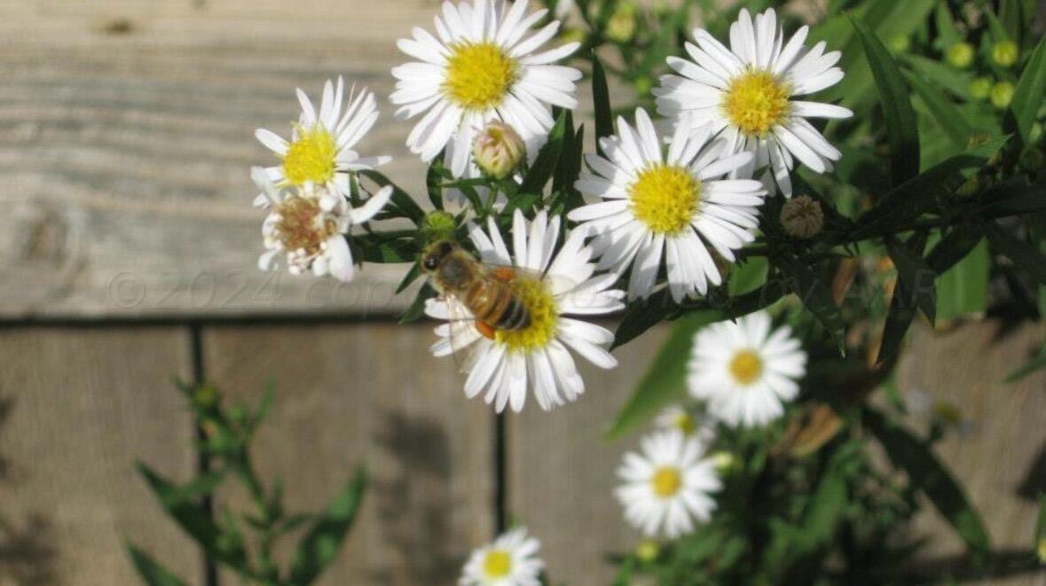 3415 Paramount Boulevard Amarillo, TX 79109 - Photo 40 of 44 a view of a plant in a pot