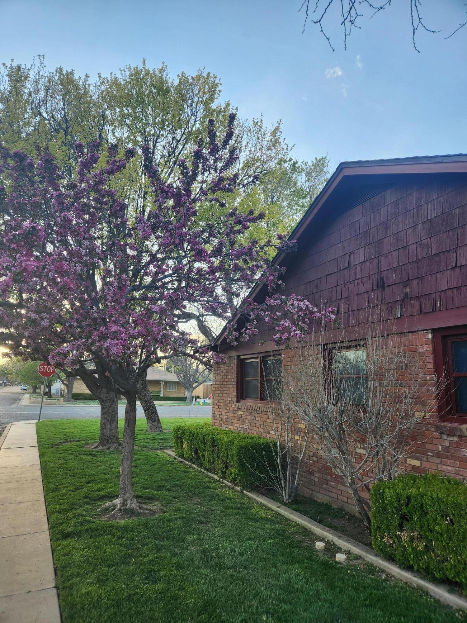 3415 Paramount Boulevard Amarillo, TX 79109 - Photo 4 of 44 a backyard of a house with lots of green space