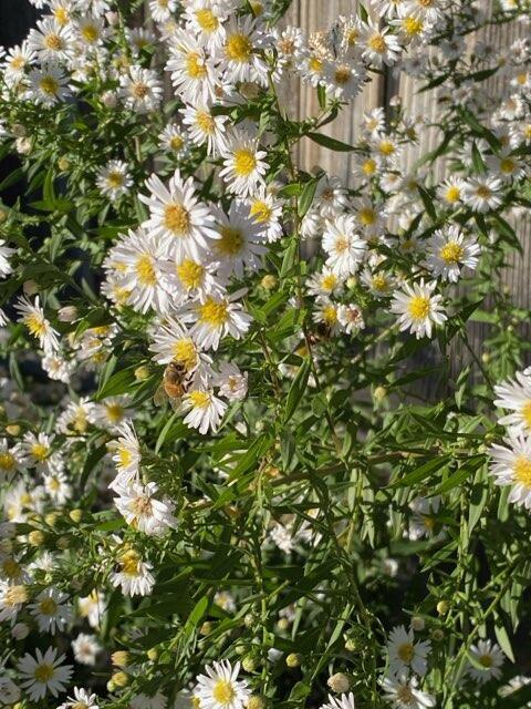 3415 Paramount Boulevard Amarillo, TX 79109 - Photo 41 of 44 a view of a tree