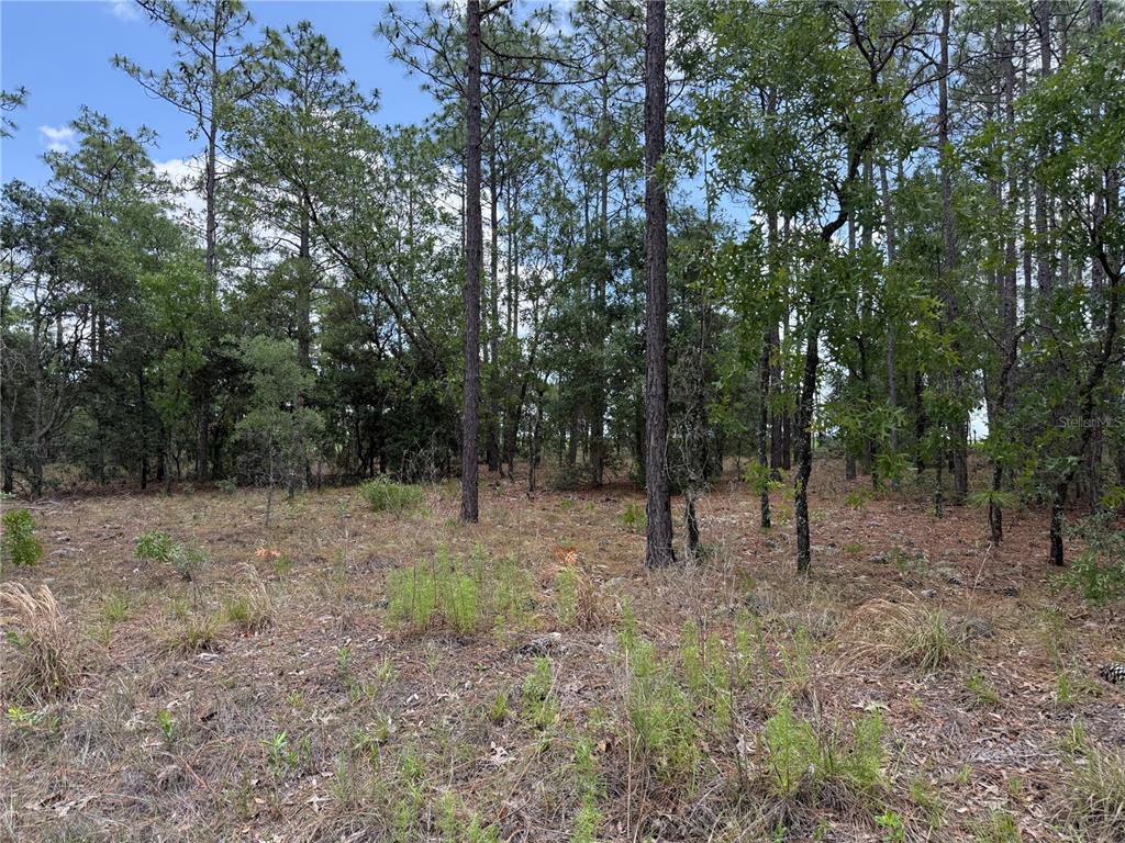 Southwest Buena Vista Road Dunnellon, FL 34431 - Photo 3 of 4 Gallery Image 3