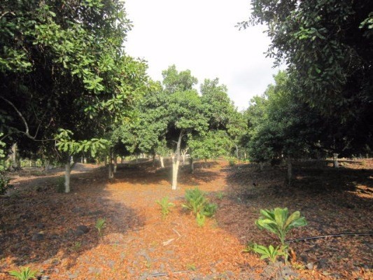 83-5349 Manako Road Captain Cook, HI 96704 - Photo 10 of 11 Gallery Image 10