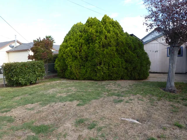 a view of a yard with plants and a tree