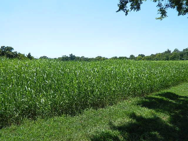 6867 Choctaw Road College Grove, TN 37046 - Photo 3 of 8 Gallery Image 3