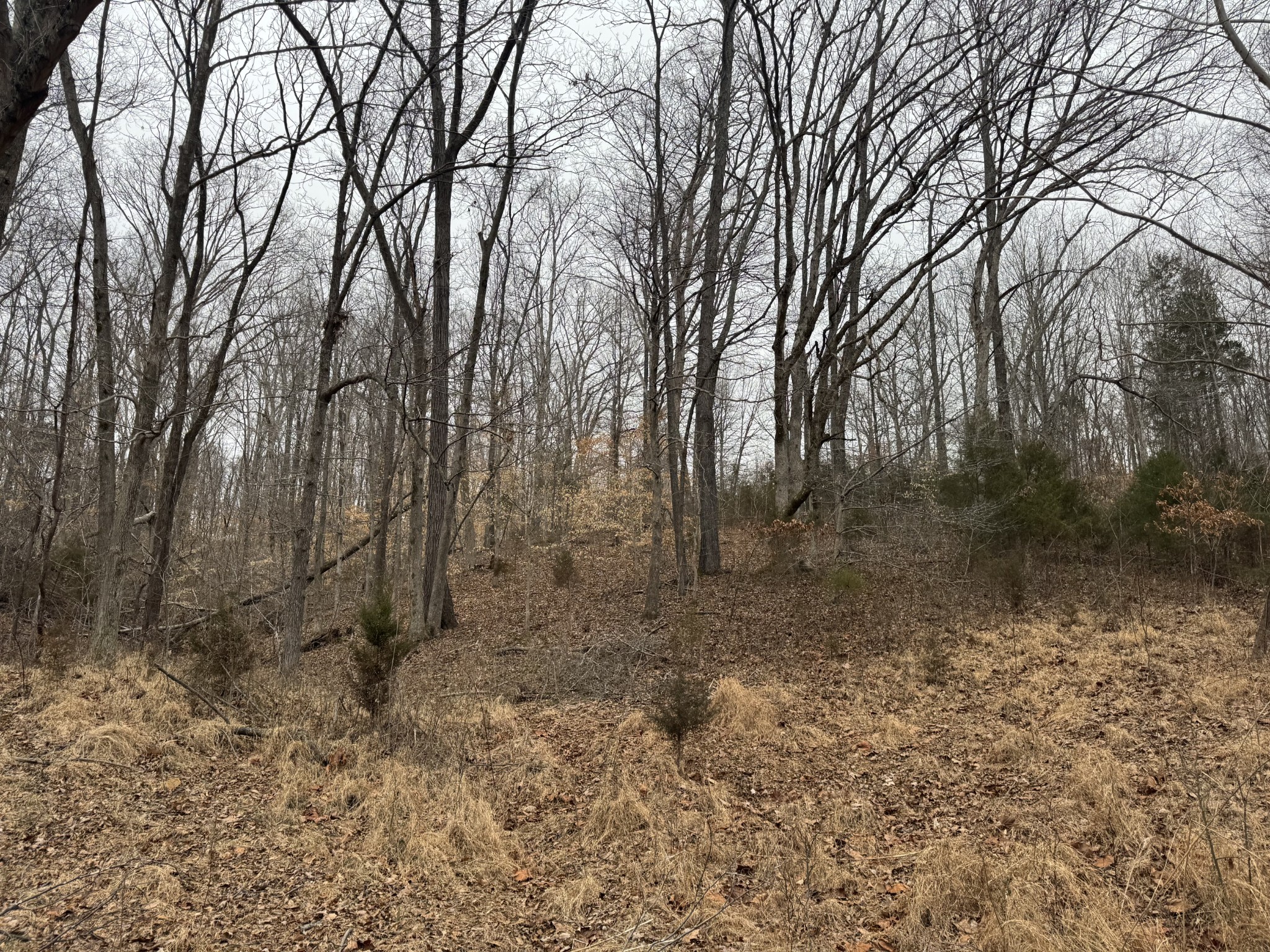 2250 Indian Creek Road McEwen, TN 37101 - Photo 4 of 8 a backyard of a house with lots of green space