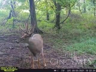 5254 Schwallie Road Ripley, OH 45167 - Photo 9 of 36