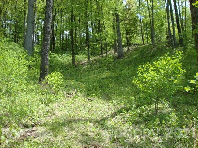 0 Griffin Road Waynesville, NC 28786 - Photo 7 of 10 a view of lush green forest