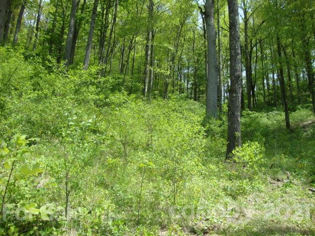 0 Griffin Road Waynesville, NC 28786 - Photo 8 of 10 a view of a lush green forest