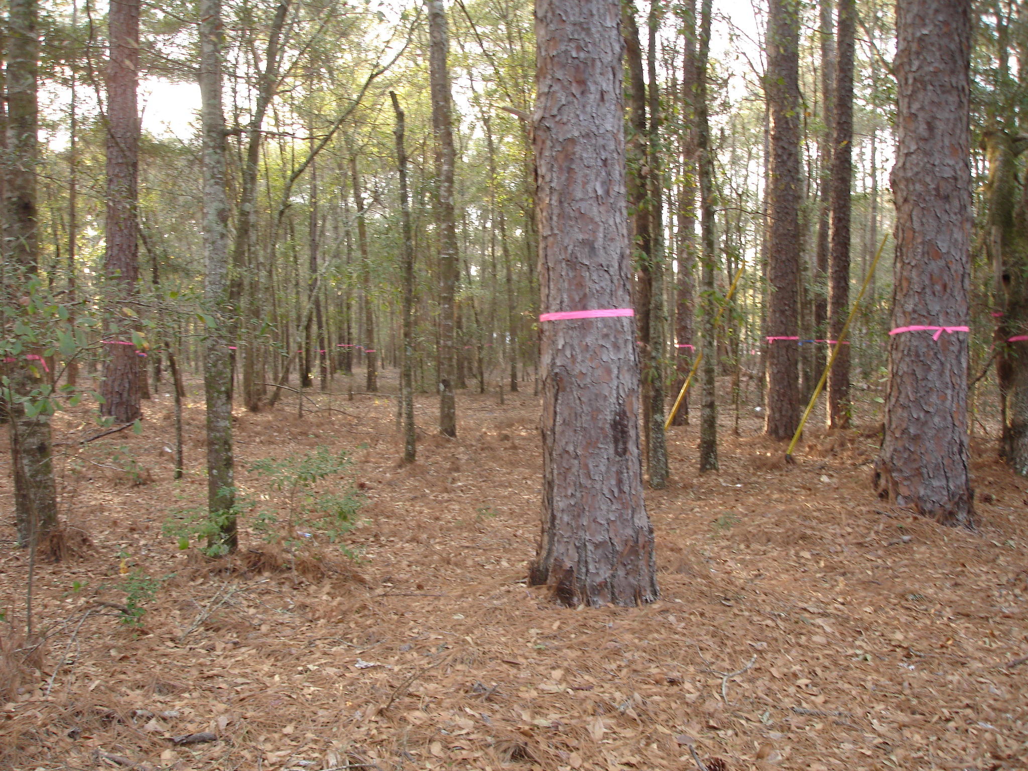 4 A Helen Black Road Hollywood, SC 29449 - Photo 3 of 7 chaplin landing pictures (5)