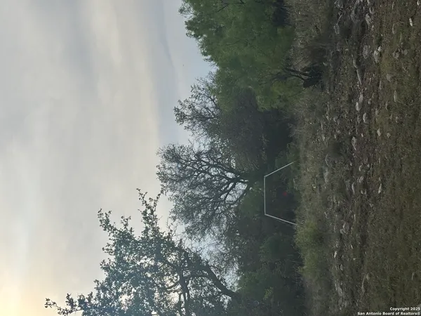 a close up of a plant