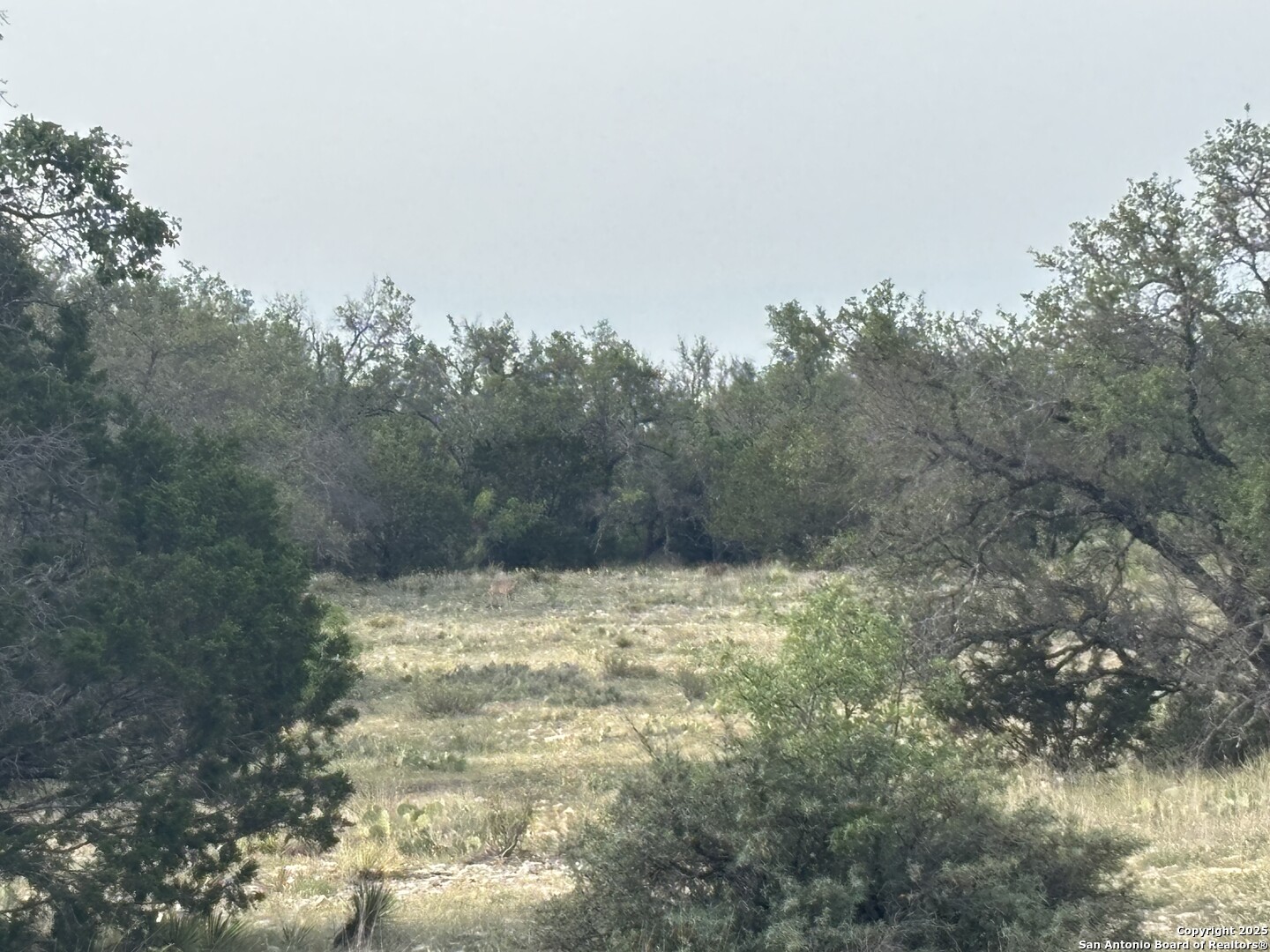1085 Fallow Road Christoval, TX 76935 - Photo 12 of 26 a view of a yard with large trees