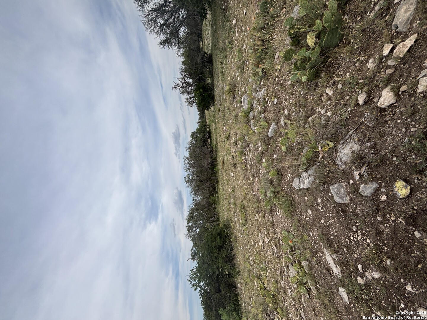 1085 Fallow Road Christoval, TX 76935 - Photo 20 of 26 a close up of a plant