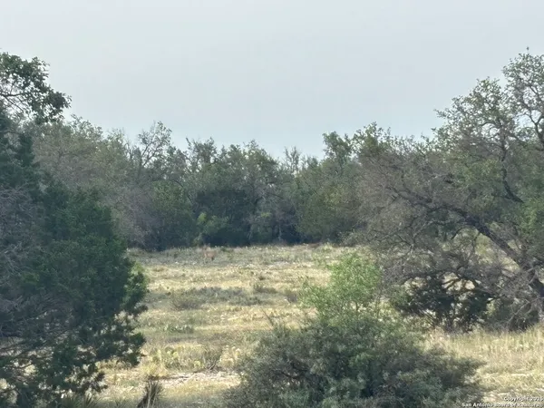 a view of a yard with large trees