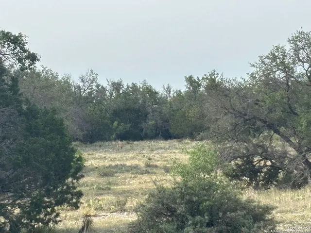 a view of a yard with large trees