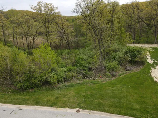 a view of a lush green forest with large trees