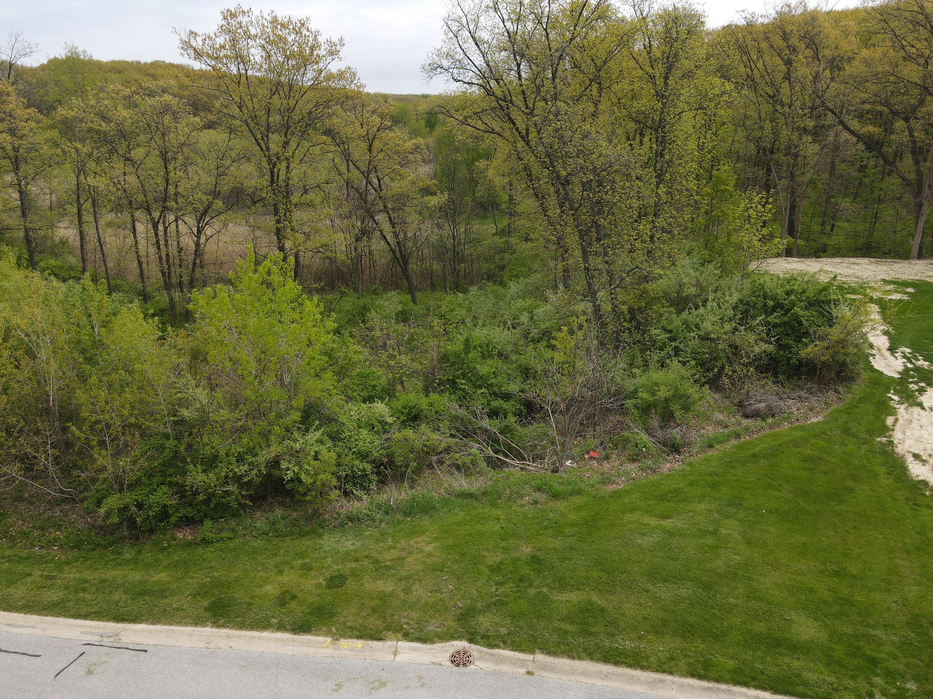 a view of a lush green forest with large trees