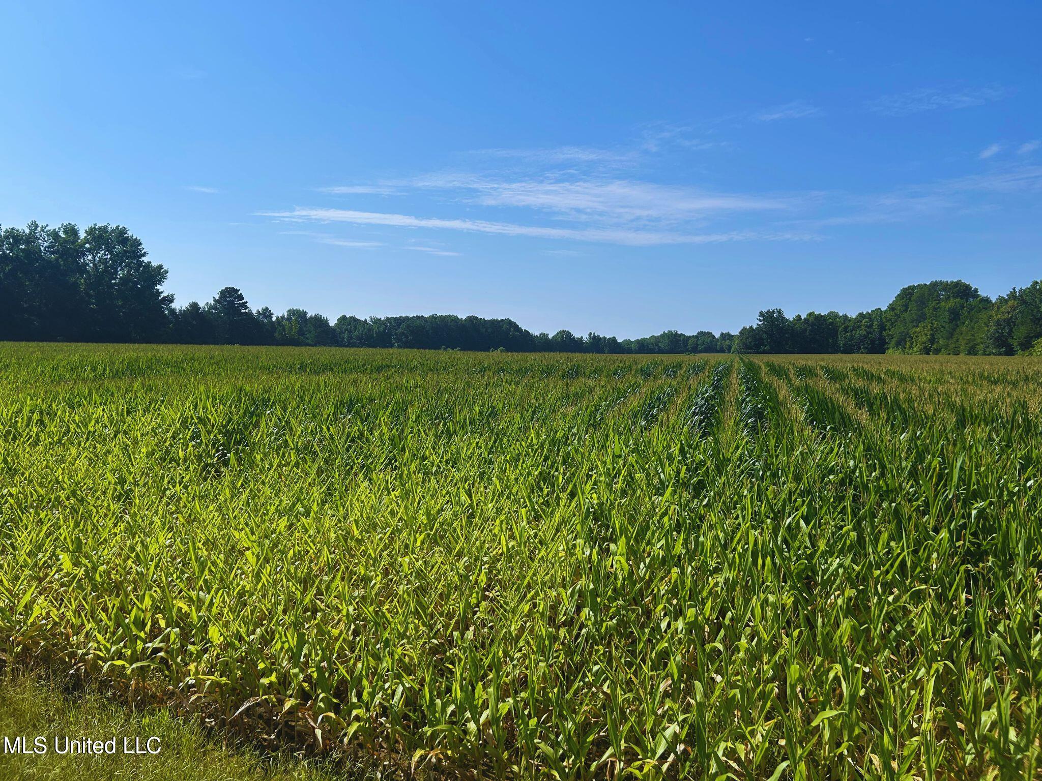 51 County Road Eupora, MS 39744 - Photo 12 of 13 12